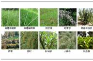 如何選擇岸邊陸生植物？