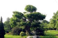 對(duì)節(jié)白蠟盆景養(yǎng)植攻略