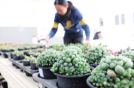 2016年北京國(guó)際多肉植物藝術(shù)展在小湯山特菜大觀園舉行