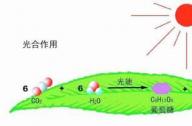 海水中的植物如何吸收陽(yáng)光